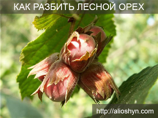 Как разбить лесной орех